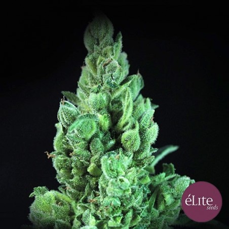 Solodiol Auto CBD Elite Seeds - GB The Green Brand