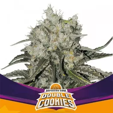 Double Cookies femminilizzata di BSF Seeds.