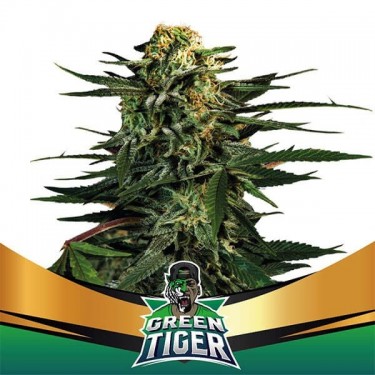 Visualizzazione Green Tiger semi BSF Seeds femminilizzati.
