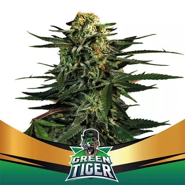 Visualizzazione Green Tiger semi BSF Seeds femminilizzati.