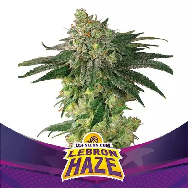 Visualizzazione Lebron Haze di BSF Seeds marijuana sativa.