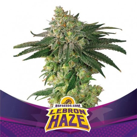 Lebron Haze di BSF Seeds marijuana sativa.