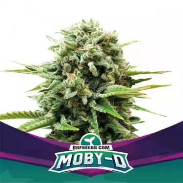 Moby-D di BSF Seeds semi femminilizzati.
