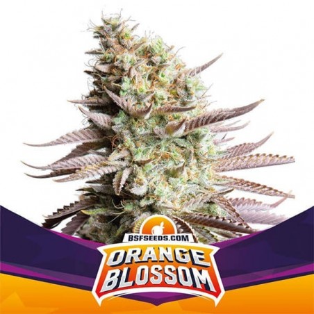 Semi di Tangie BSF Seeds femminilizzata.