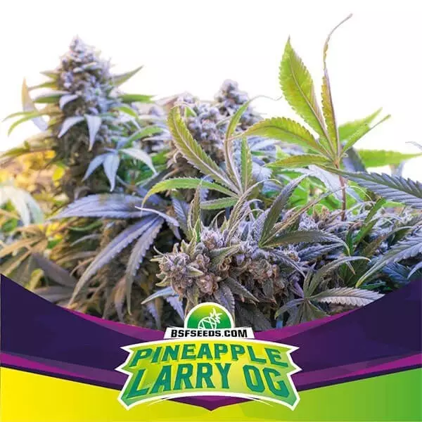 Visualizzazione Semi Pinneapple Larry OG di BSF Seeds.
