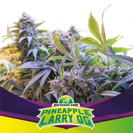 Semi Pinneapple Larry OG di BSF Seeds.