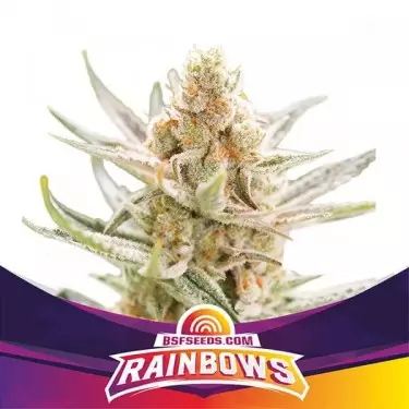Rainbows di BSF Seeds selezione Zkittlez.