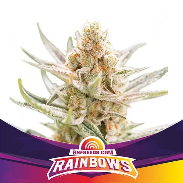 Visualizzazione Rainbows