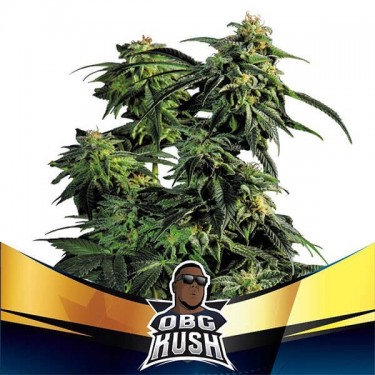 Visualizzazione OBG Kush Faster Flowering Marijuana Plant