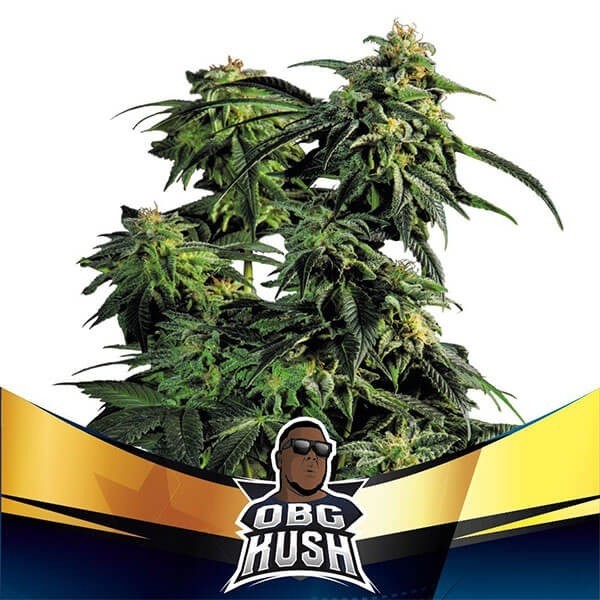 Visualizzazione OBG Kush Faster Flowering Marijuana Plant