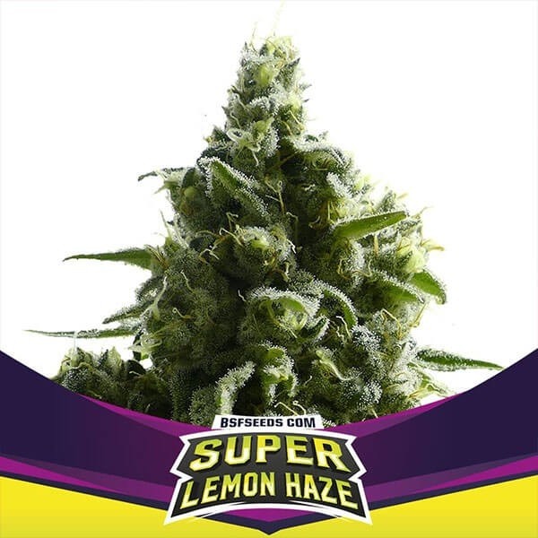 Visualizzazione SLH BSF Seeds Stars Players sativa citrica.