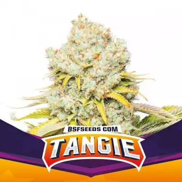 Tangie di BSF Seeds selezione femminilizzata.