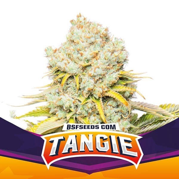 Visualizzazione Tangie di BSF Seeds selezione femminilizzata.