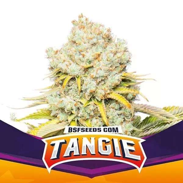Tangie di BSF Seeds selezione femminilizzata.