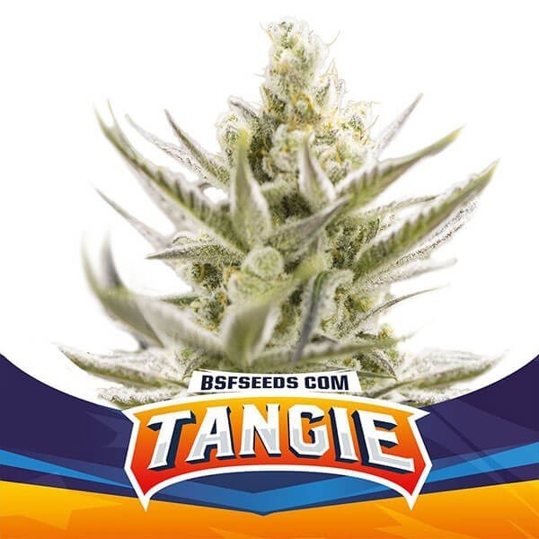 Visualizzazione Tangie XXL Auto BSF Seeds semi autofiorenti.