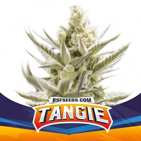 Tangie XXL Auto BSF Seeds semi autofiorenti.