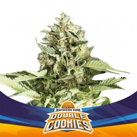Double Cookies Auto di BSF Seeds Auto.