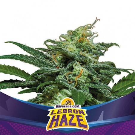 Lebron Haze XXL Auto di BSF Seeds Auto.