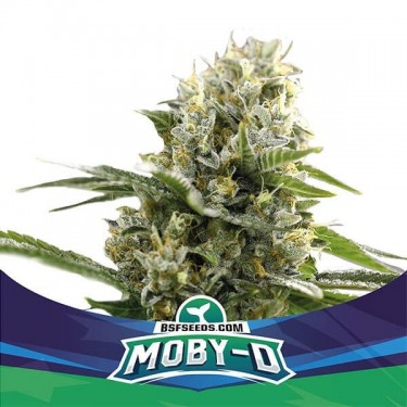 Visualizzazione Moby-D XXL Auto