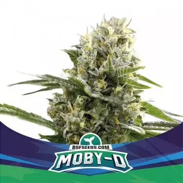 Moby-D XXL Auto del banco BSF Seeds.