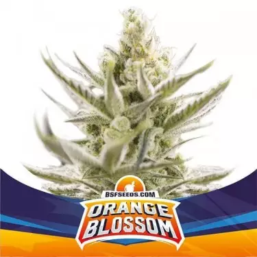 Orange Blossom XXL Auto della banca BSF Seeds - GB The Green Brand
