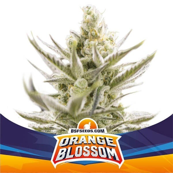 Visualizzazione Orange Blossom XXL Auto della banca BSF Seeds - GB The Green Brand