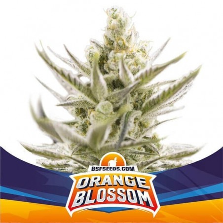 Orange Blossom XXL Auto della banca BSF Seeds - GB The Green Brand