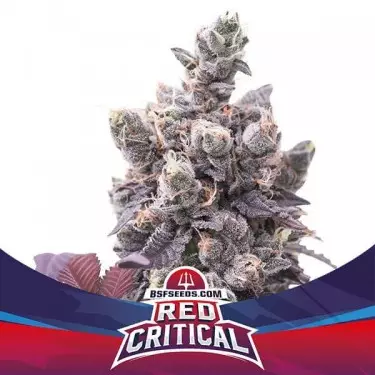 Red Critical Auto del banco BSF Seeds.