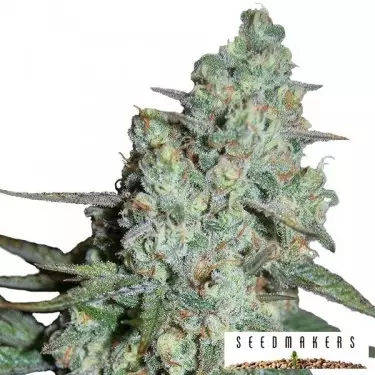 Wonder Skunk di Seedmakers femminilizzata.