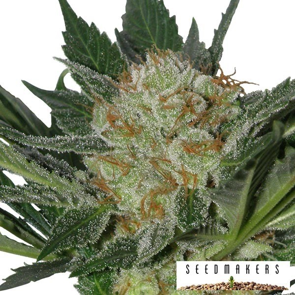 Visualizzazione Widow di Seedmakers semi feminilizzati.