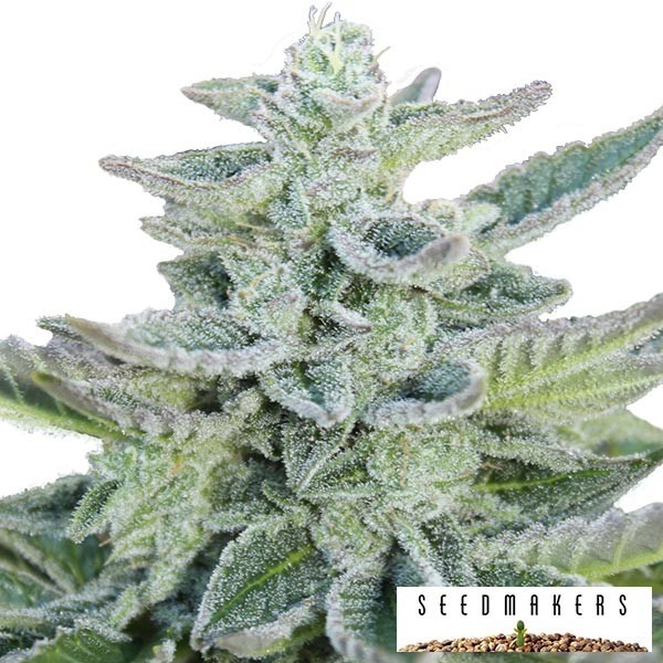 Visualizzazione Super Kush di Seedmakers femminilizzata.