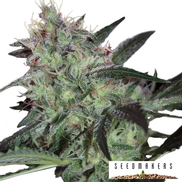 Visualizzazione Super Diesel di Seedmakers femminilizzata.
