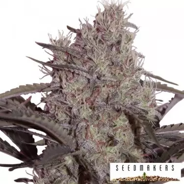 Jack Widow di Seedmakers femminilizzata.