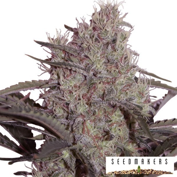 Visualizzazione Jack Widow di Seedmakers femminilizzata.
