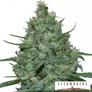 Critical di Seedmakers semi femminilizzati.