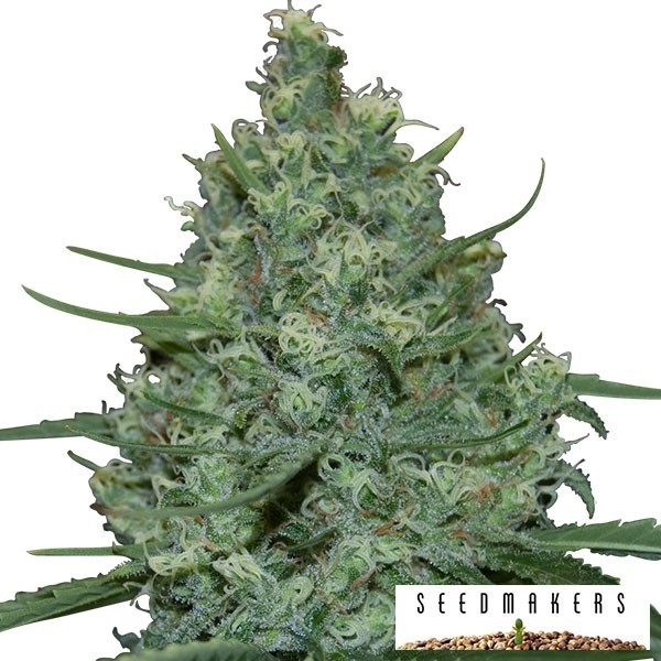 Visualizzazione Critical di Seedmakers semi femminilizzati.
