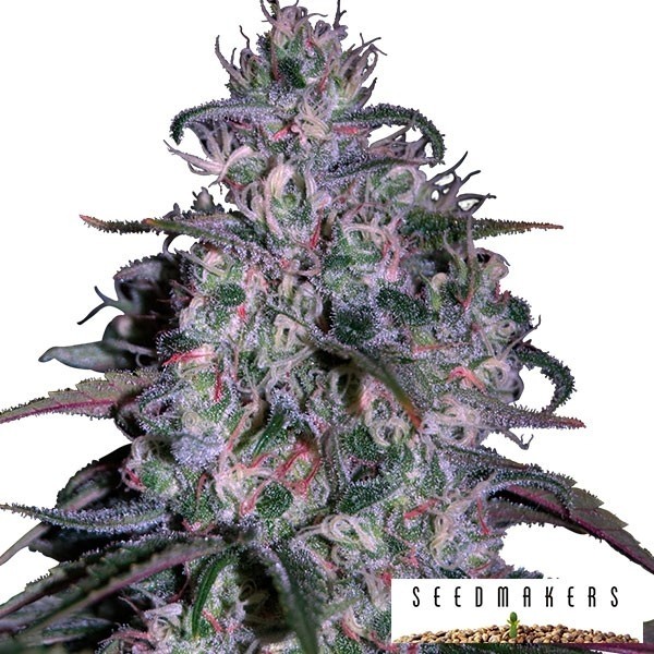 Visualizzazione Alakazam di Seedmakers semi femminilizzati.
