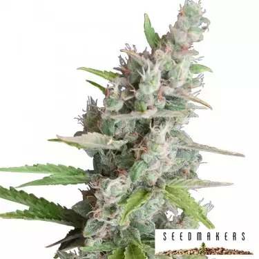 AK Auto di Seedmakers semi automatici