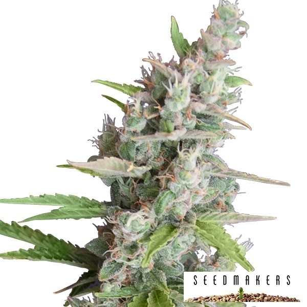 AK Auto di Seedmakers semi automatici