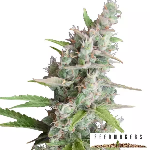 Ak auto AK Auto di Seedmakers semi automatici