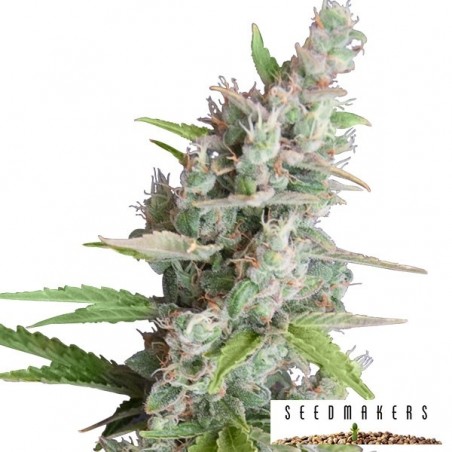 AK Auto di Seedmakers semi automatici