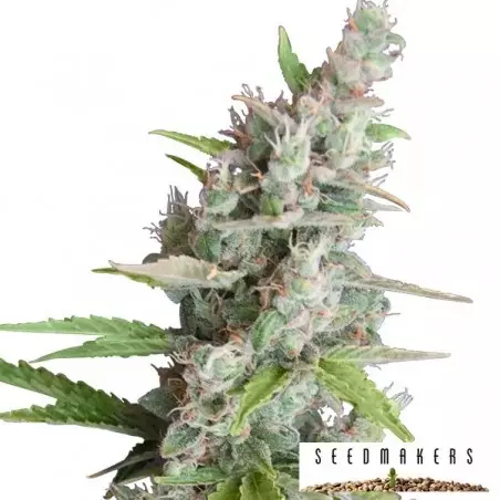 AK Auto di Seedmakers semi automatici