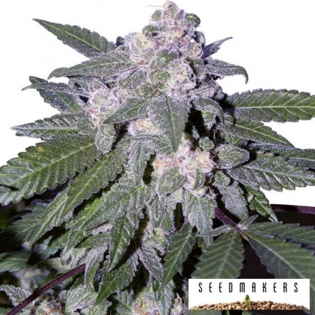 Auto Blue di Seedmakers semi automatici