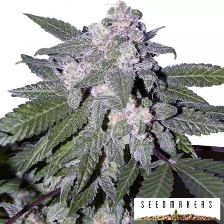 Auto Blue di Seedmakers semi automatici