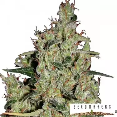 Auto Critical di Seedmakers semi femminizzati