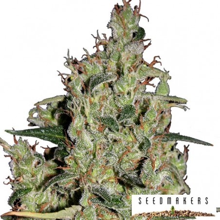 Auto Critical di Seedmakers semi femminizzati