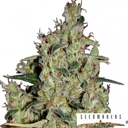 Auto Critical di Seedmakers semi femminizzati