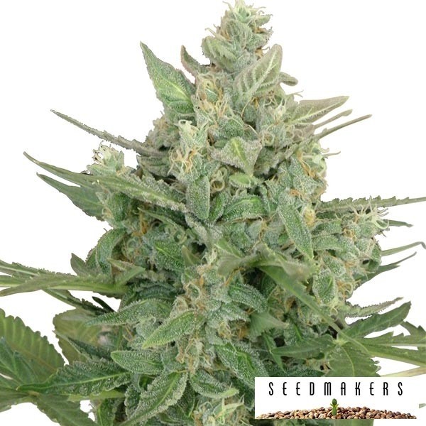 Low Dwarf di Seedmakers semilla automatica
