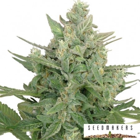 Low Dwarf di Seedmakers semilla automatica