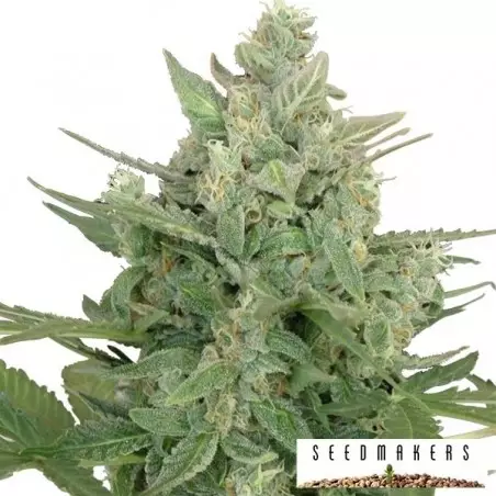 Low Dwarf di Seedmakers semilla automatica